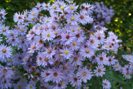 Aster  'Little Carlow' bestellen